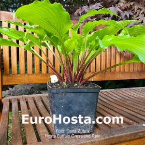 Hosta Buffalo Grassland Rain