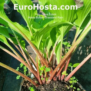 Hosta Buffalo Grassland Rain