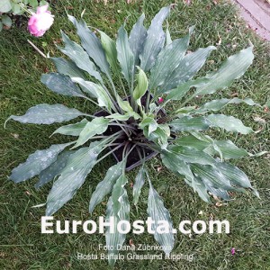 Hosta Buffalo Grassland Rippling