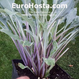 Hosta Buffalo Grassland Rippling