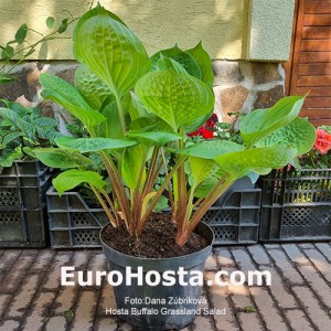 Hosta Buffalo Grassland Salad