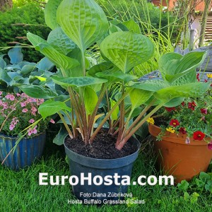 Hosta Buffalo Grassland Salad