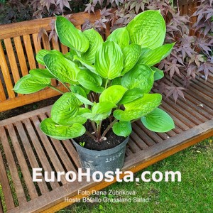 Hosta Buffalo Grassland Salad