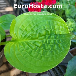 Hosta Buffalo Grassland Salad