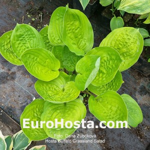 Hosta Buffalo Grassland Salad