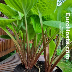 Hosta Buffalo Grassland Salad