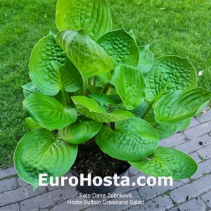 Hosta Buffalo Grassland Salad