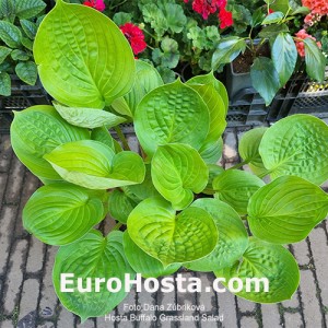 Hosta Buffalo Grassland Salad