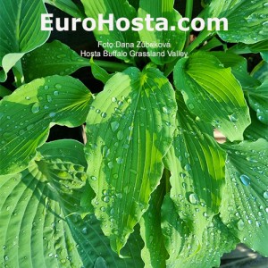 Hosta Buffalo Grassland Valley