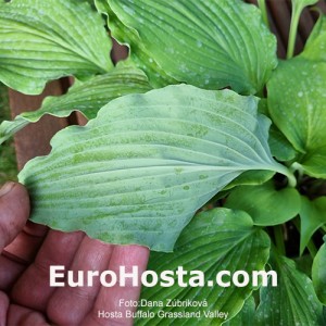 Hosta Buffalo Grassland Valley