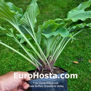 Hosta Buffalo Grassland Valley