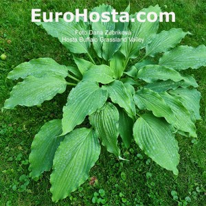 Hosta Buffalo Grassland Valley