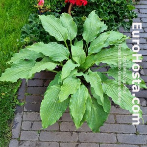 Hosta Buffalo Grassland Valley