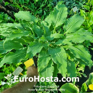 Hosta Buffalo Grassland Valley