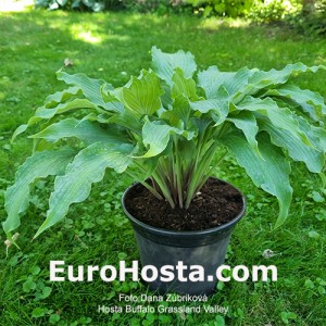 Hosta Buffalo Grassland Valley