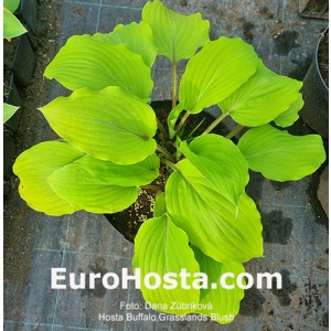 hosta Buffalo Grassland Blush