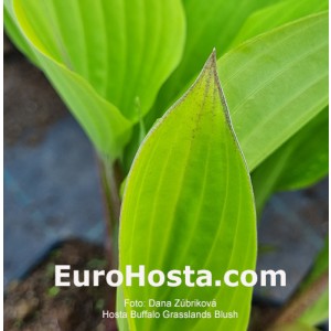 hosta Buffalo Grassland Blush