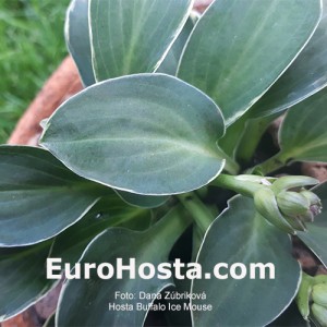 Hosta Buffalo Ice Mouse