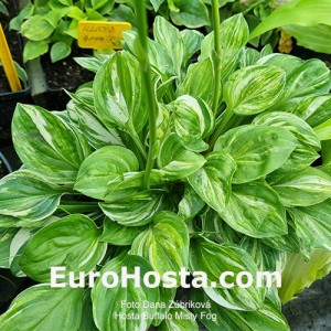 Hosta Buffalo Misty Fog