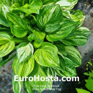 Hosta Buffalo Misty Fog