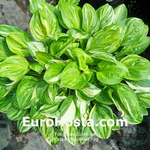 Hosta Buffalo Misty Fog