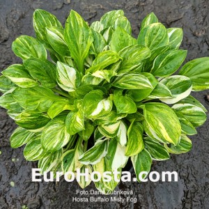 Hosta Buffalo Misty Fog