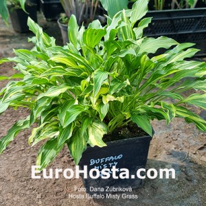 Hosta Buffalo Misty Grass