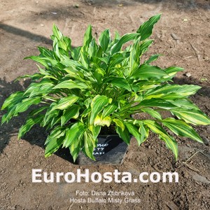 Hosta Buffalo Misty Grass