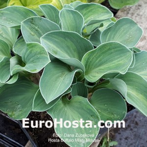 Hosta Buffalo Misty Mouse