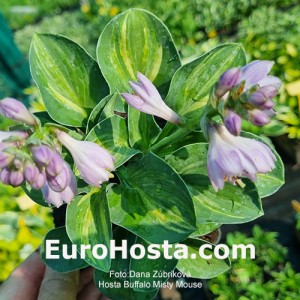 Hosta Buffalo Misty Mouse