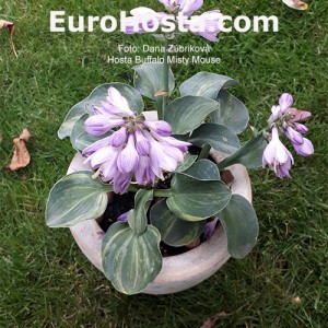 Hosta FBuffalo Misty Mouse