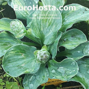 Hosta FBuffalo Misty Mouse