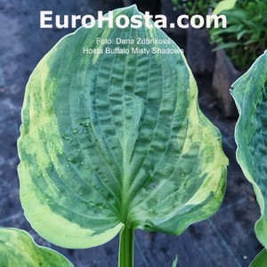 Hosta Buffalo Misty Shadows