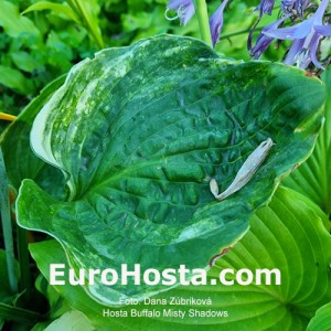 Hosta Buffalo Misty Shadows