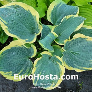 Hosta Buffalo Painted Sky