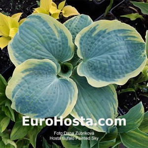 Hosta Buffalo Painted Sky