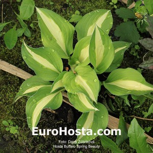 Hosta Buffalo Spring Beauty