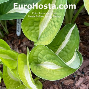 Hosta Buffalo Spring Beauty