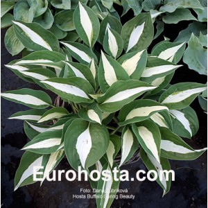 Hosta Buffalo Spring Beauty