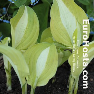 Hosta Buffalo Spring Beauty