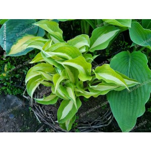 Hosta Buffalo Spring Beauty