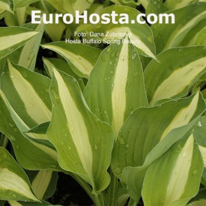 Hosta Buffalo Spring Beauty