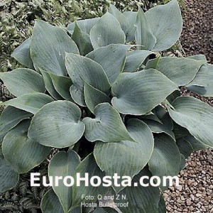 Hosta Bulletproof