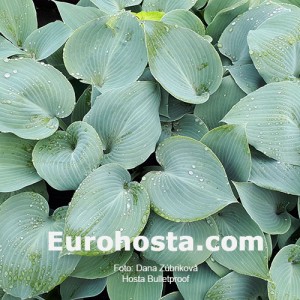 Hosta Bulletproof