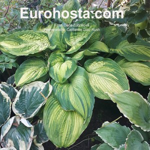 Hosta California Gold Rush