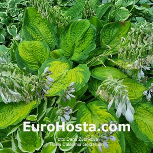 Hosta California Gold Rush