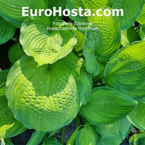 Hosta California Gold Rush