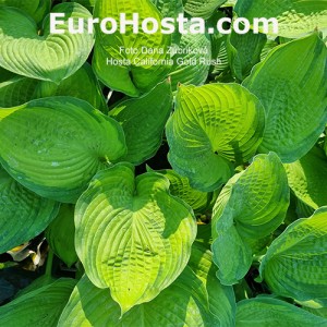 Hosta California Gold Rush