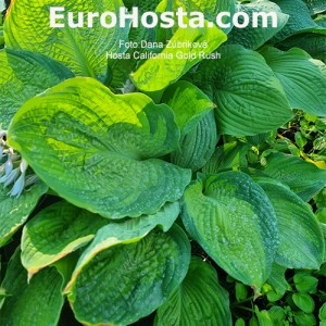 Hosta California Gold Rush