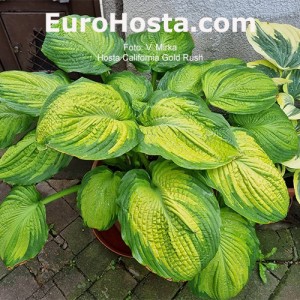 Hosta California Gold Rush